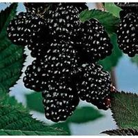 Gambar Bibit Tanaman Pohon Blackberry Kondisi Siap Berbuah Murah dari Toko Affan jaya abadi undefined 5 Tokopedia