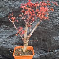 Gambar pohon Maple Jepang asli //// bibit bahan bonsai maple Jepang dari Tania Flowrist undefined 3 Tokopedia