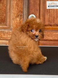 Gambar Anjing Cavapoo F1 Imut dan Berbulu 828 dari DOG SOCIETY KENNEL undefined 3 Tokopedia