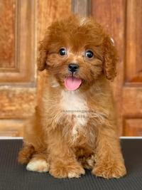 Gambar Anjing Cavapoo F1 Imut dan Berbulu 828 dari DOG SOCIETY KENNEL undefined 4 Tokopedia