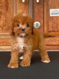Gambar Anjing Cavapoo F1 Imut dan Berbulu 828 dari DOG SOCIETY KENNEL undefined 2 Tokopedia