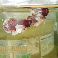 Gambar Ikan cupang Dumbo Ear Lavender Jantan dari Nimbs Gallery Official undefined 1 Tokopedia