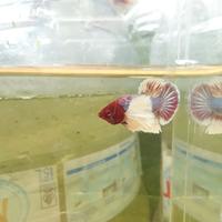 Gambar Ikan cupang Dumbo Ear Lavender Jantan dari Nimbs Gallery Official undefined 2 Tokopedia