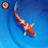 Gambar TERBARU KOI BLITAR KOHAKU JUMBO UNTUK KOLAM SZ 40CM KHUSUS SAMEDAY DAN INSTAN BERGARANSI dari Hanss Koii IND undefined 4 Tokopedia