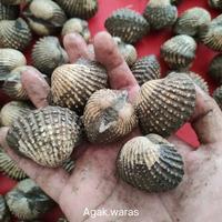 Gambar Kerang dara hidup segar 1kg - premium dari waroeng agak waras undefined 1 Tokopedia