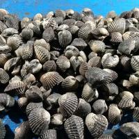Gambar Kerang dara hidup segar 1kg - premium dari waroeng agak waras undefined 2 Tokopedia