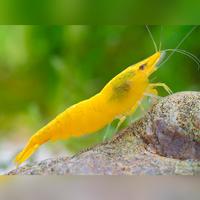 Gambar UDANG HIAS YELLOW SHRIMP / SIZE S-M / RED CERI / KHUSUS INSTAN dari Nickz Aquascape undefined 1 Tokopedia