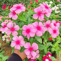Gambar TANAMAN HIAS - BUNGA VINCA - TAPAK DARA - WARNA RANDOM - Putih dari Iday Florist undefined 3 Tokopedia