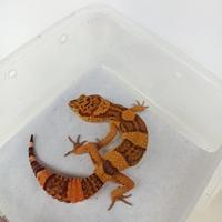 Gambar leopard gecko fire tremper top dari calyareptile undefined 1 Tokopedia