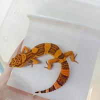 Gambar leopard gecko fire tremper top dari calyareptile undefined 2 Tokopedia