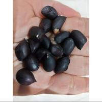 Gambar [mutiara] Tarsius Kacang Sangrai UNGU Kehitaman Besar 1000 gram / 1 kg Kacang Tanah Jajanan Cemilan Asli Khas Kawangkoan MInahasa - Manado Besar dari MUTIARA 'SNACK undefined 3 Tokopedia
