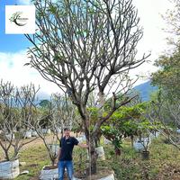 Gambar Jual Pohon Kamboja Bali (Plumeria) – Bunga Indah, Aroma Harum & Nuansa Tropis dari abassy nursery undefined 3 Tokopedia