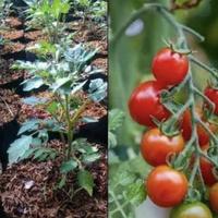 Gambar Viral Pohon Tomat Cherry Sudah Berbunga Berbuah // Tanaman Buah Tomat Cery Murah - Tomat cerry, Plus pot dari yuyun home undefined 1 Tokopedia