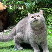 Gambar kucing British shorthair silver dari ADOPSI KUCING RAS. undefined 1 Tokopedia