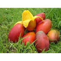 Gambar Mangga Yuwen Seri 6 Manis Okulasi dari NARA GARDEN undefined 3 Tokopedia