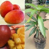 Gambar Mangga Yuwen Seri 6 Manis Okulasi dari NARA GARDEN undefined 4 Tokopedia