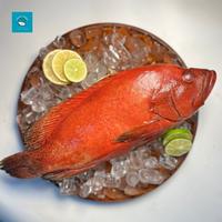 Gambar Ikan Kerapu Merah Terjamin Segar dan Berkualitas By FreshGoods - Utuh dari Fresh Goods Official undefined 1 Tokopedia