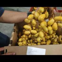 Gambar baru ni Kurma Muda Ruthob barhi Kuning Merah untuk Promil 250 gram/kurma rutob - 250gr dari Mamah DILAN undefined 5 Tokopedia