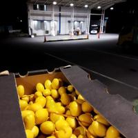 Gambar baru ni Kurma Muda Ruthob barhi Kuning Merah untuk Promil 250 gram/kurma rutob - 250gr dari Mamah DILAN undefined 3 Tokopedia