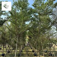 Gambar Jual Pohon Ketapang Kencana (Terminalia mantaly) – Pohon Peneduh Elegan dengan Jaminan Hidup dari abassy nursery undefined 1 Tokopedia
