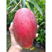 Gambar Mangga Yuwen Seri 6 Manis Okulasi dari NARA GARDEN undefined 2 Tokopedia