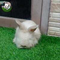Gambar Kelinci english anggora remaja dari Sobat bunny undefined 2 Tokopedia