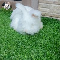Gambar Kelinci english anggora remaja dari Sobat bunny undefined 3 Tokopedia