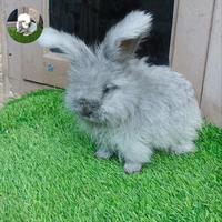 Gambar Kelinci english anggora remaja dari Sobat bunny undefined 1 Tokopedia