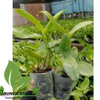 Gambar Tanaman Hias Anggrek dendrobium siap berbunga dari CACTUS COFFEE undefined 2 Tokopedia