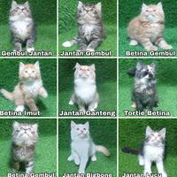 Gambar KOY JUAL KITTEN LUCU ANAK KUCING GEMES IMUT LUCU GEMBUL dari KOY MART undefined 1 Tokopedia