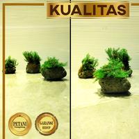 Gambar 3 Butir Batu Gombong Mini Moss Hidup Tanaman Air Hiasan Aquarium Ikan Hias Aquascape dari renbodash undefined 5 Tokopedia