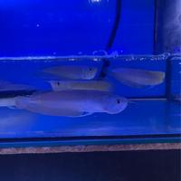 Gambar Arwana brazil  size 20cm up| arwana silver | ikan predator dari Thamrin Aquarium undefined 1 Tokopedia
