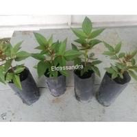 Gambar bibit andaliman bibit tuba ittirittir pohon 20cm ke atas rorrru 8578hv dari DBerkah selalu undefined 2 Tokopedia