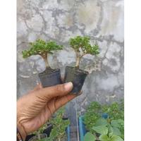 Gambar Tanaman Bonsai sancang mini dari Multi Agro Bibit undefined 2 Tokopedia