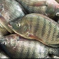 Gambar ikan mujair / segar harga  per kg dari SLEEPWARESHOP undefined 1 Tokopedia