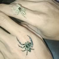 Gambar hyllus diardi jumping spider (male) dari Nata Exopets undefined 4 Tokopedia
