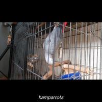 Gambar mainan lonceng burung parrot medium- large dari Ham Parrots undefined 4 Tokopedia