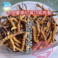 Gambar 5g rumput ulat salju Kering cordyceps sinensis golden cordyseo super Libid dong chong xia zao Tibet ParuGinjal Khasiat Tinggi dari RH - Rajaya Agung Store undefined 4 Tokopedia