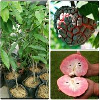 Gambar Tanaman Buah Srikaya Merah // Sudah Berbuah // Tinggi 2 Meter dari rapturetreehouse undefined 2 Tokopedia