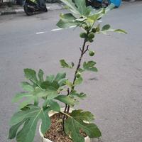 Gambar Pohon Buah Tin Green Jordan Sudah Berbuah / Tanaman Buah Tin dari rapturetreehouse undefined 5 Tokopedia
