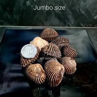 Gambar kerang dara - Jumbo 500gr dari asfseafood undefined 2 Tokopedia