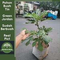 Gambar Pohon Buah Tin Green Jordan Sudah Berbuah / Tanaman Buah Tin dari rapturetreehouse undefined 1 Tokopedia