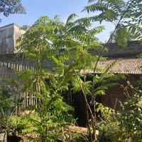 Gambar Tanaman Buah Belimbing Wuluh Sayur // Sudah Berbuah - Uk 2 meter dari rapturetreehouse undefined 2 Tokopedia