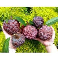 Gambar Tanaman Buah Srikaya Merah // Sudah Berbuah // Tinggi 2 Meter dari rapturetreehouse undefined 1 Tokopedia