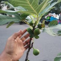 Gambar Pohon Buah Tin Green Jordan Sudah Berbuah / Tanaman Buah Tin dari rapturetreehouse undefined 4 Tokopedia