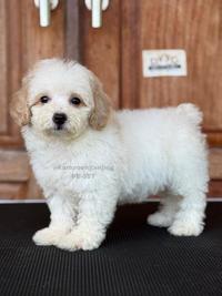 Gambar Anjing Poodle Menggemaskan dan Berbulu Lembut 557 dari DOG SOCIETY KENNEL undefined 1 Tokopedia
