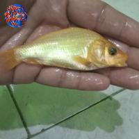 Gambar Bibit Ikan Mas Konsumsi warna Kuning dari Toko Annash2 undefined 1 Tokopedia