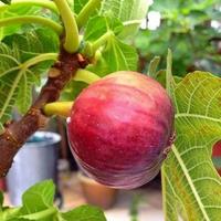 Gambar bibit buah tin merah dari MUTIARA-BIBIT ID undefined 1 Tokopedia