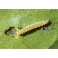 Gambar Fenite 150OD 200ml Insektisida Obat Pembasmi Hama Ulat pada Tanaman dari VIKA 67 STORE undefined 3 Tokopedia