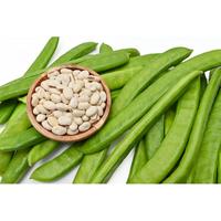 Gambar Bibit Pilihan Kacang Koro White Shirotana | Benih Kacang Koro Putih dari Sunnybeach undefined 3 Tokopedia